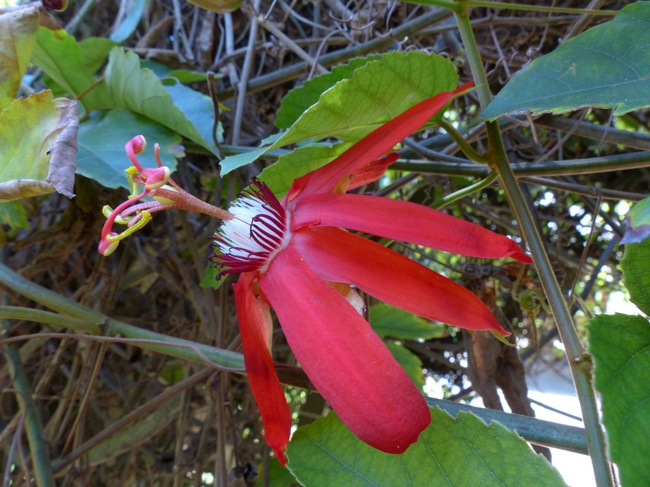 Passiflora coccinea flower