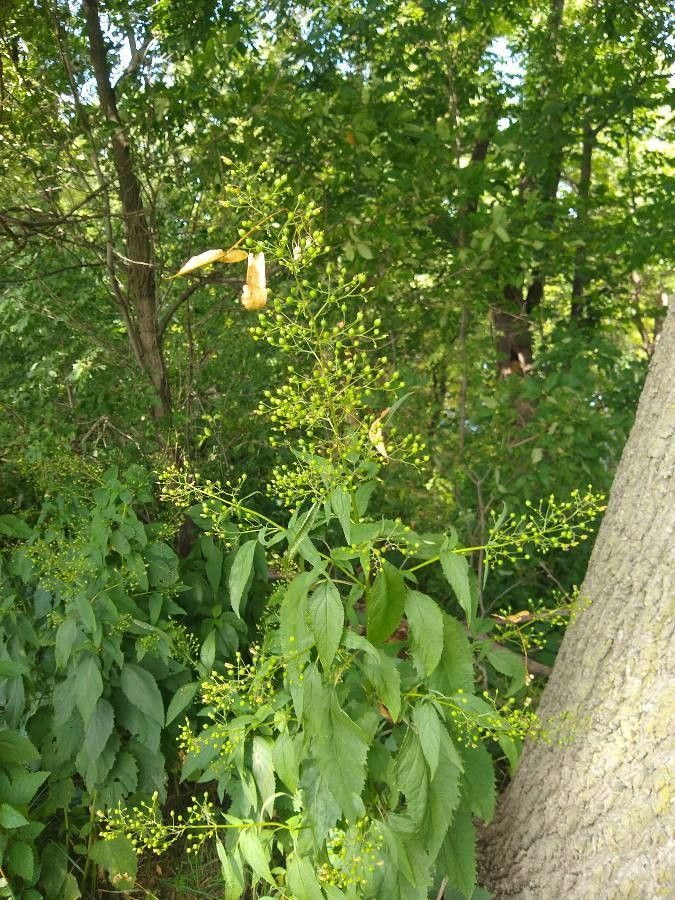 Scrophularia marilandica flower