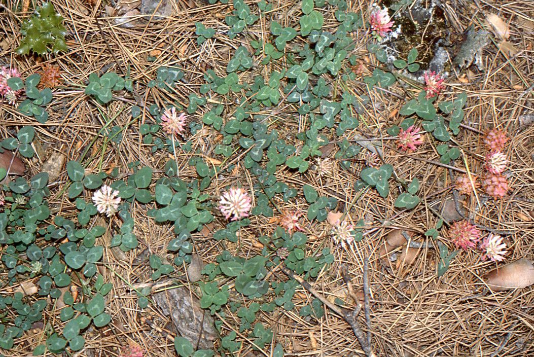Trifolium physodes habit