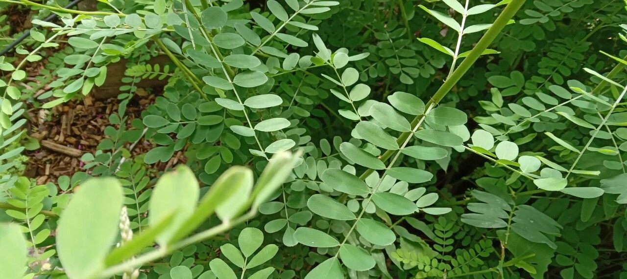 Desmodium canadense — search result for 'Desmodium'