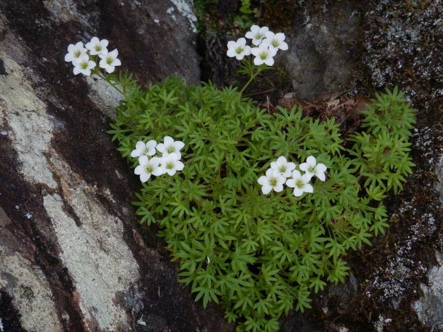Saxifraga cervicornis leaf