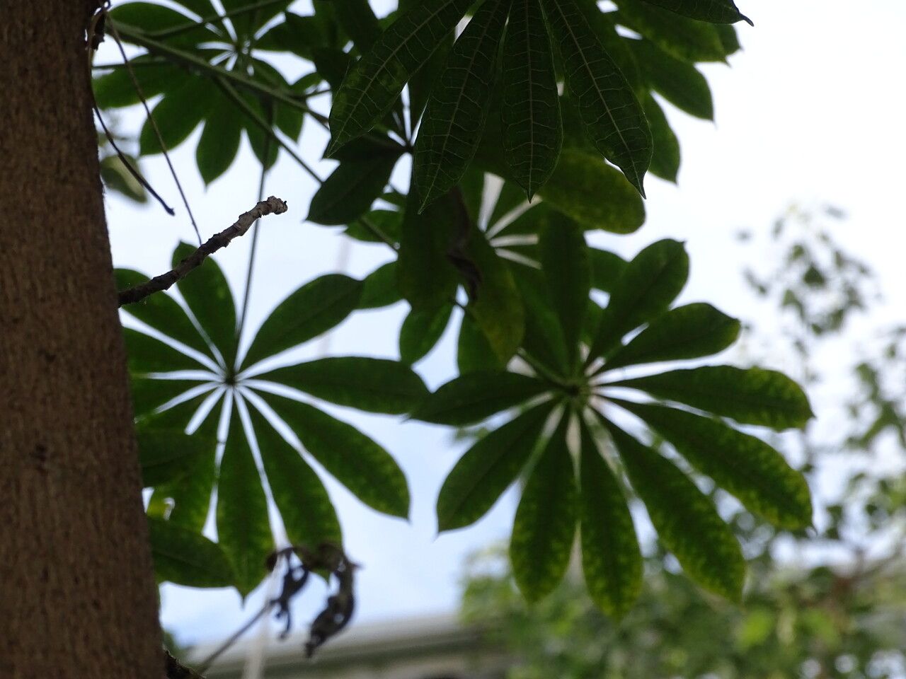 Jacaratia spinosa — search result for 'El Salvador'