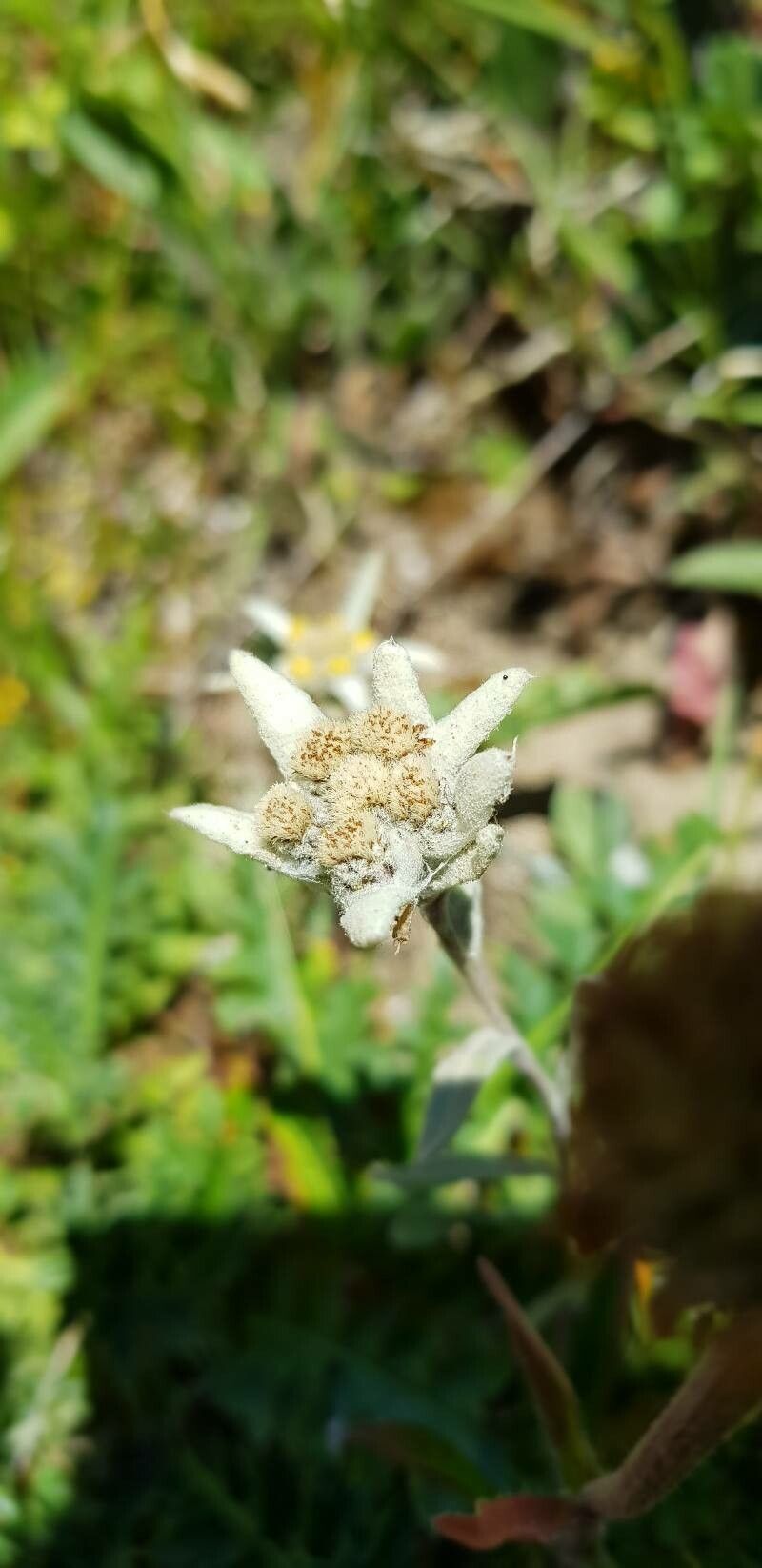 Leontopodium nivale fruit