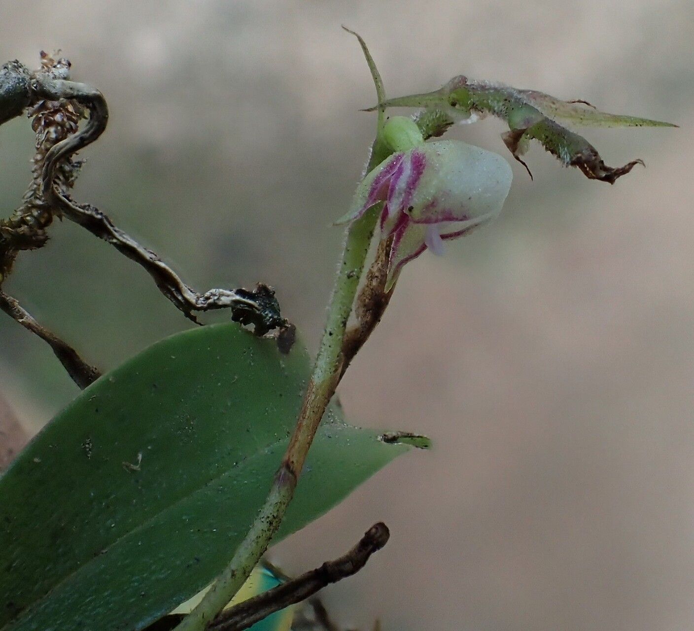 Polystachya moniquetiana flower