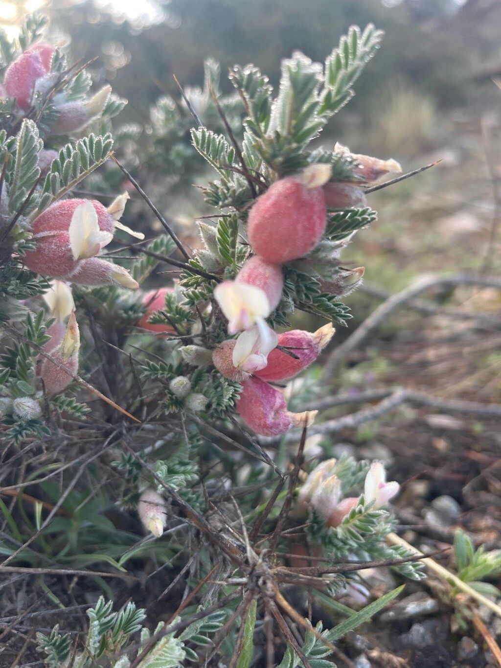 Astragalus clusianus flower