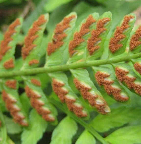 Asplenium erosum — houseplant care guide