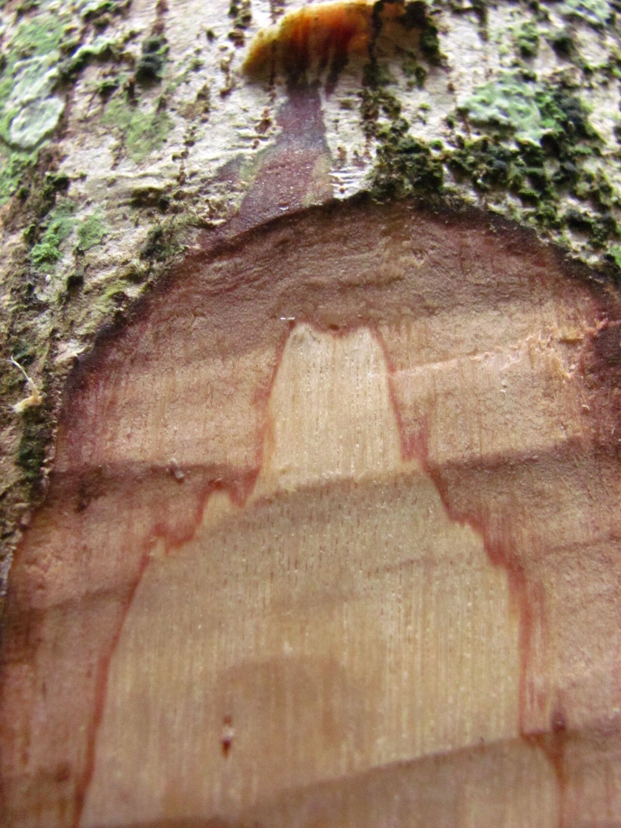 Hymenocardia lyrata bark