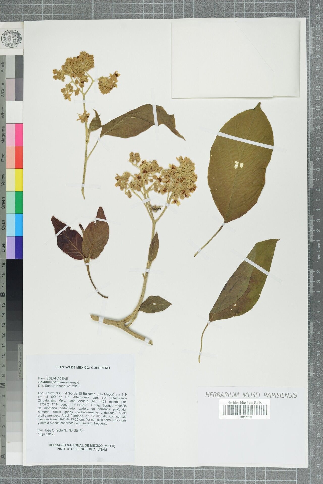 Solanum plumense — houseplant care guide