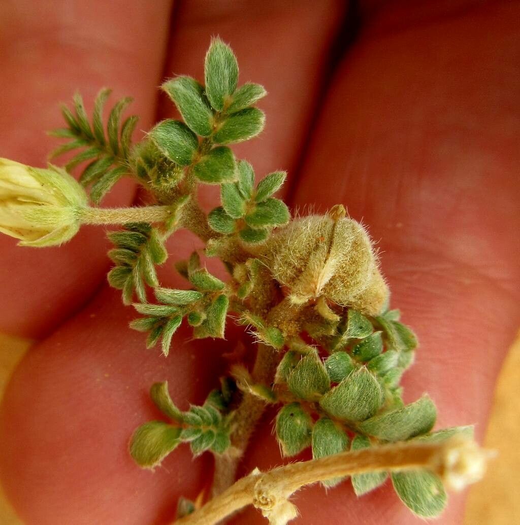 Tribulus pentandrus fruit