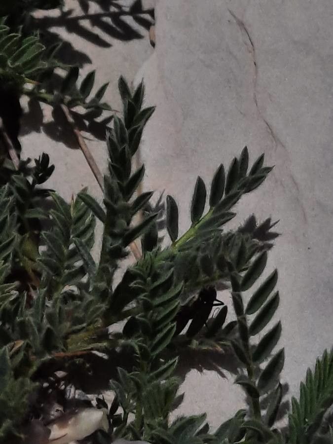 Astragalus sempervirens leaf