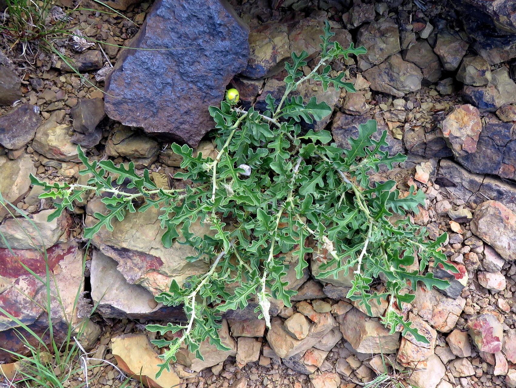 Solanum supinum habit