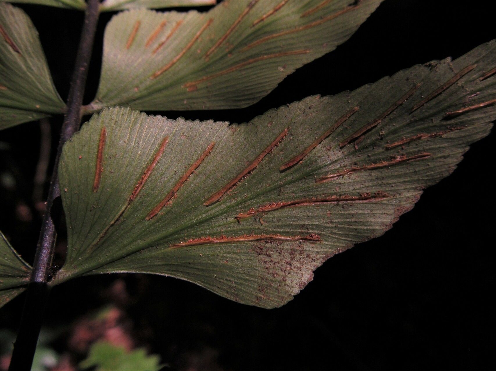 Asplenium hemitomum fruit