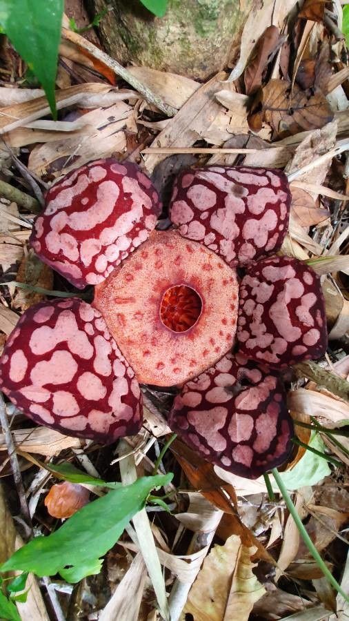 Rafflesia hasseltii — related species from the same genus