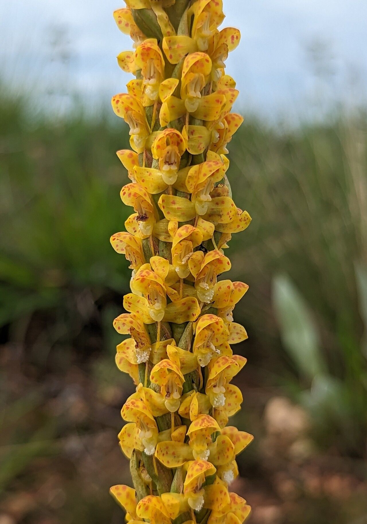 Disa ochrostachya flower