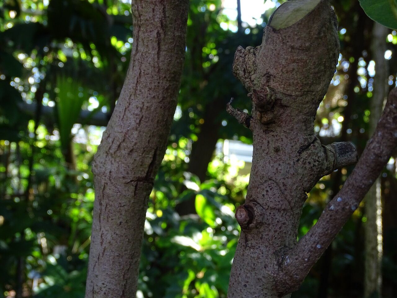 Manilkara zapota bark