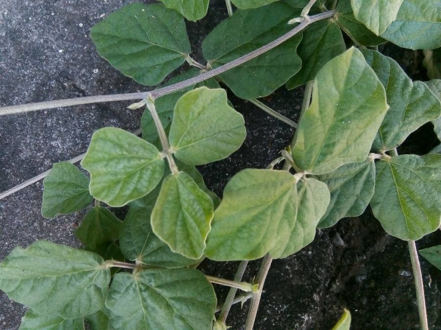 Macroptilium atropurpureum leaf