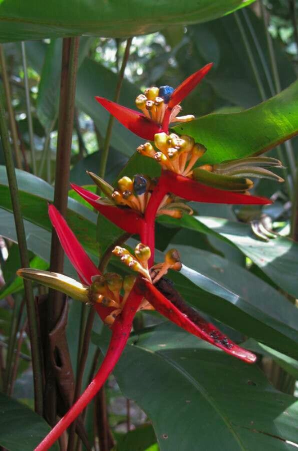 Heliconia acuminata fruit