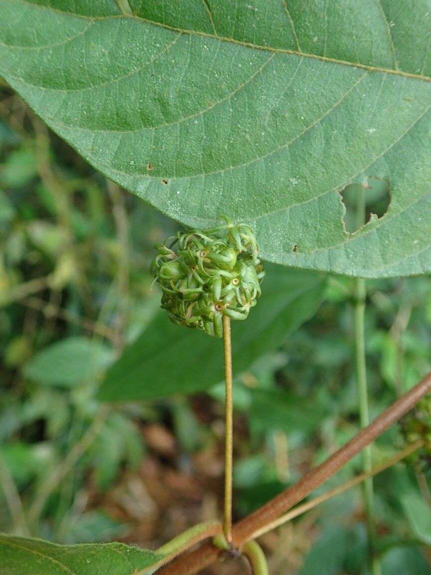 Sabicea bigerrica — houseplant care guide