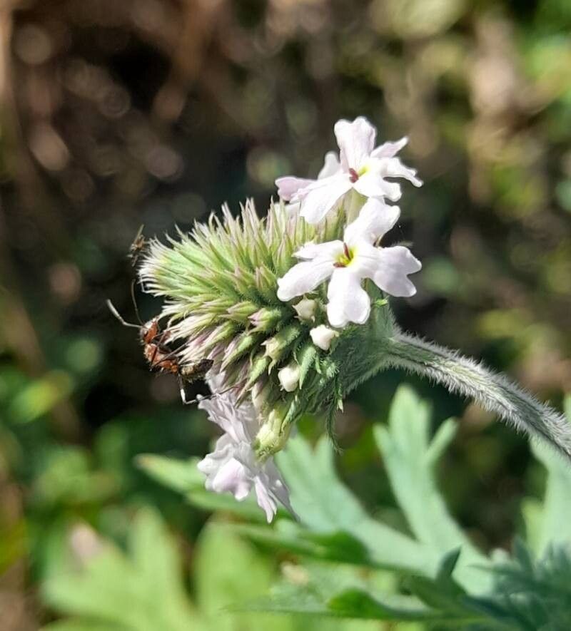 Verbena cabrerae flower