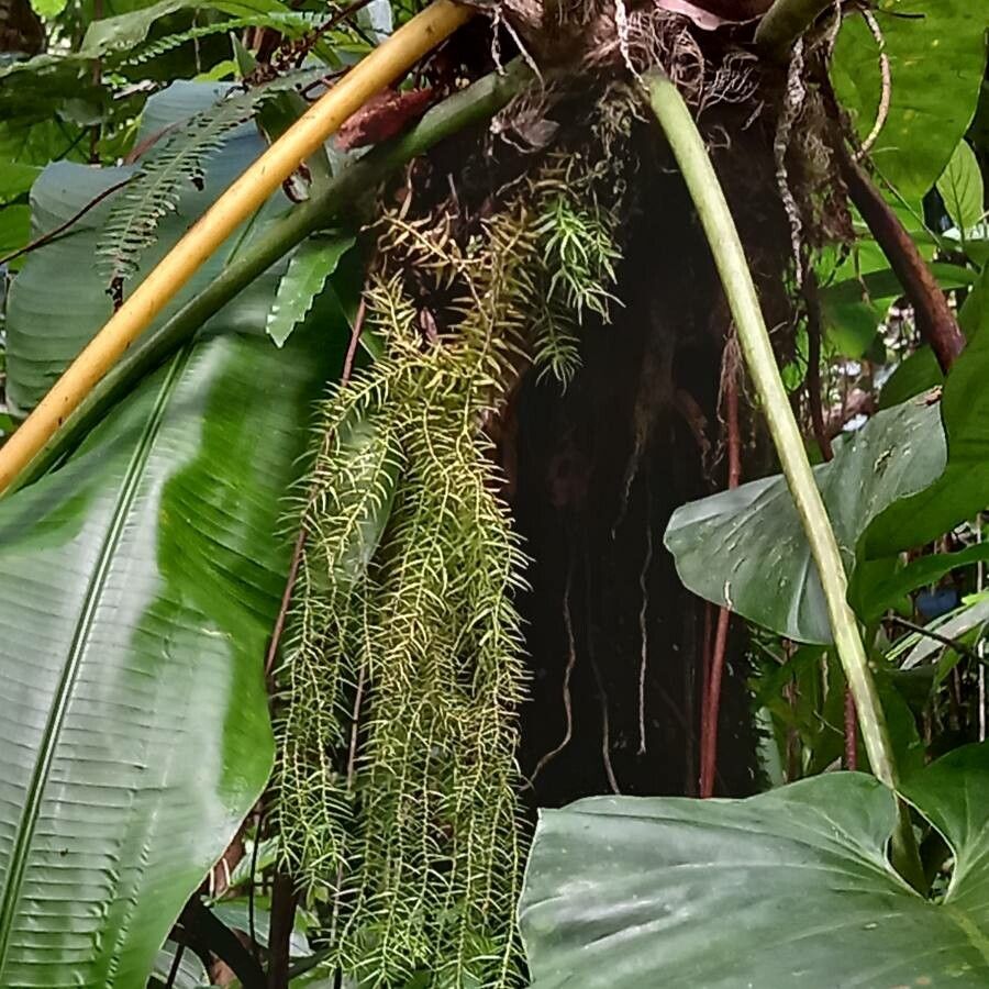 Phlegmariurus linifolius leaf