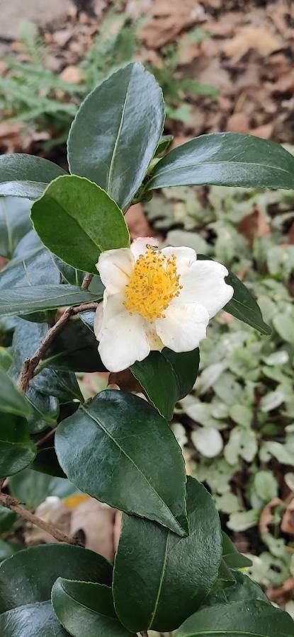 Camellia yunnanensis flower