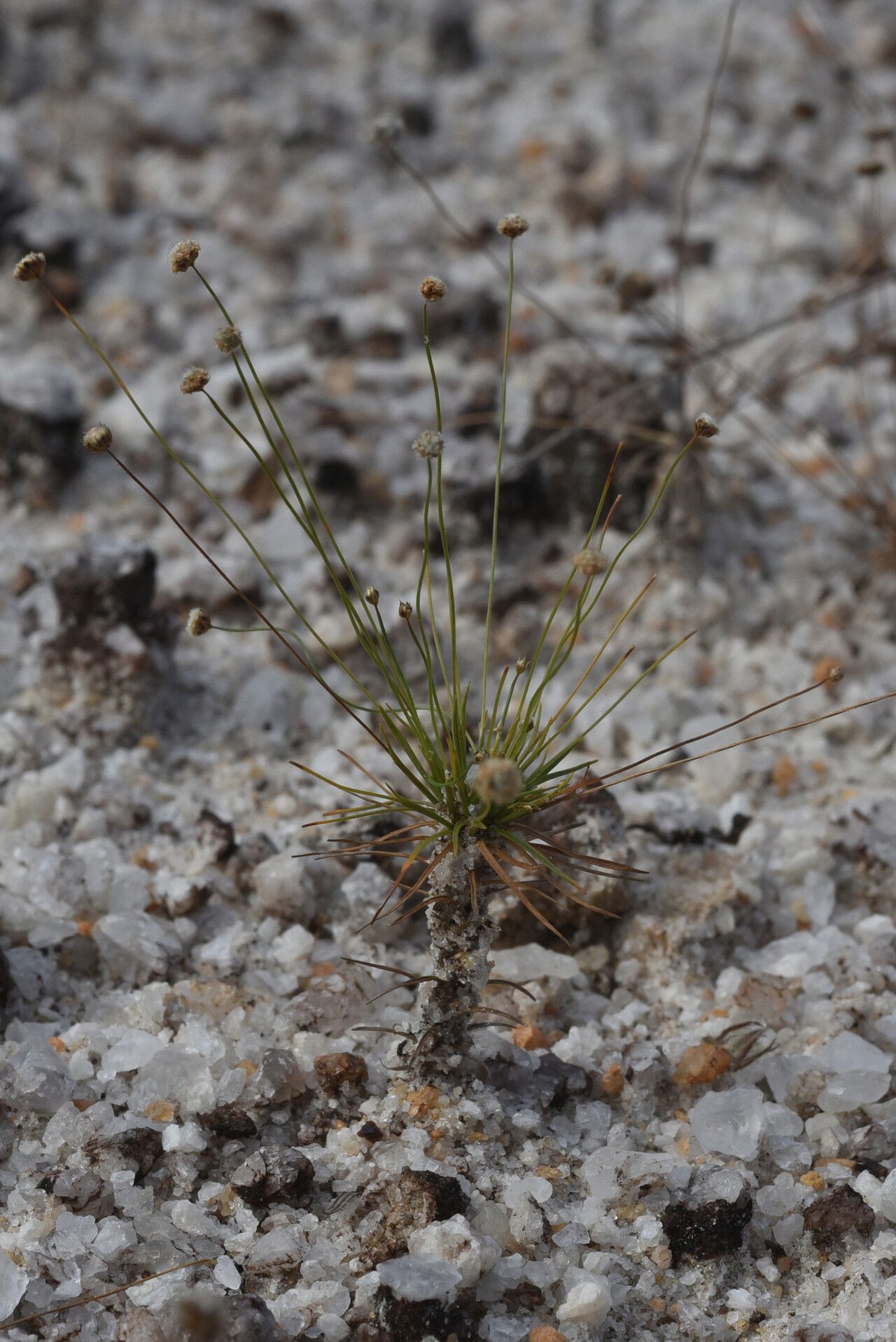 Paepalanthus subtilis — houseplant care guide