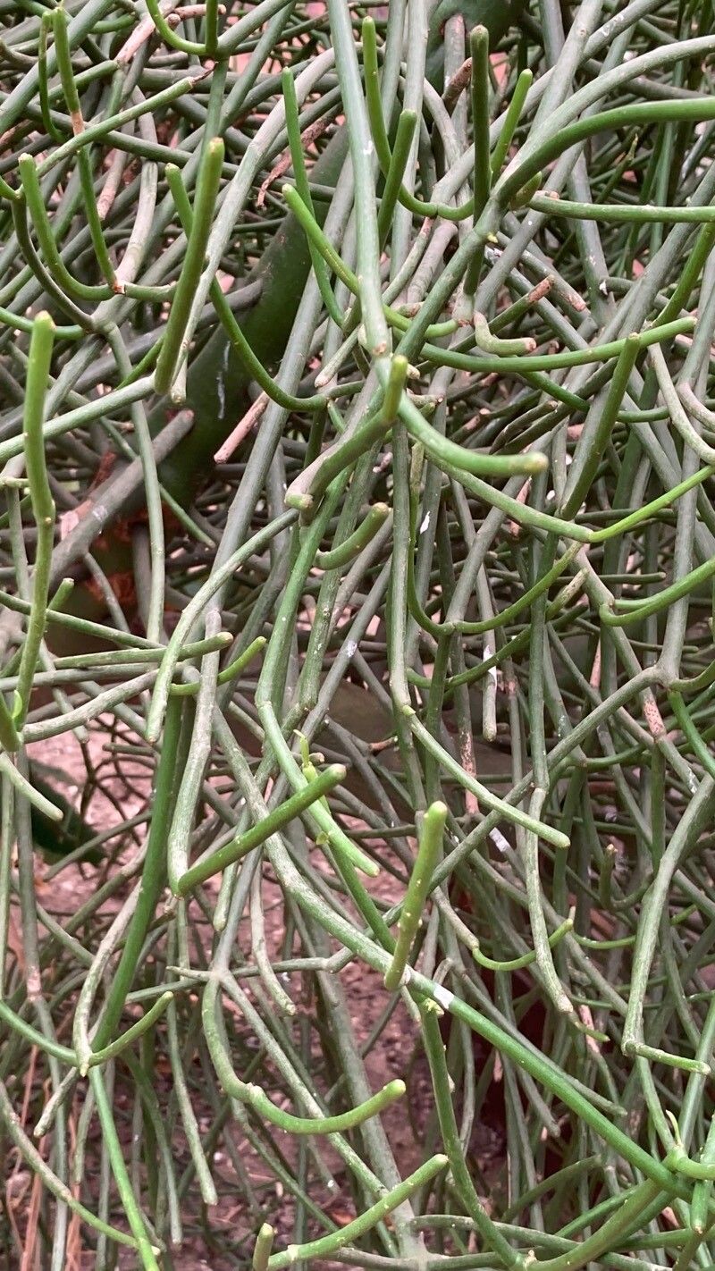 Cynanchum viminale — search result for 'Cynanchum'