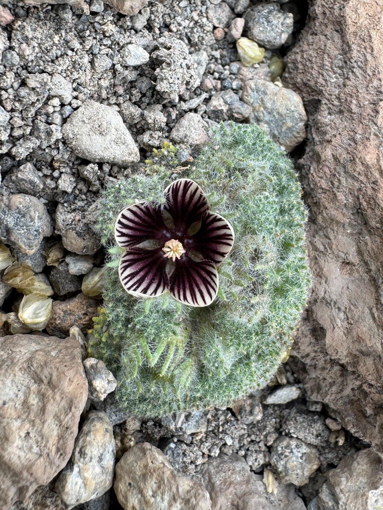 Nototriche staffordiae flower