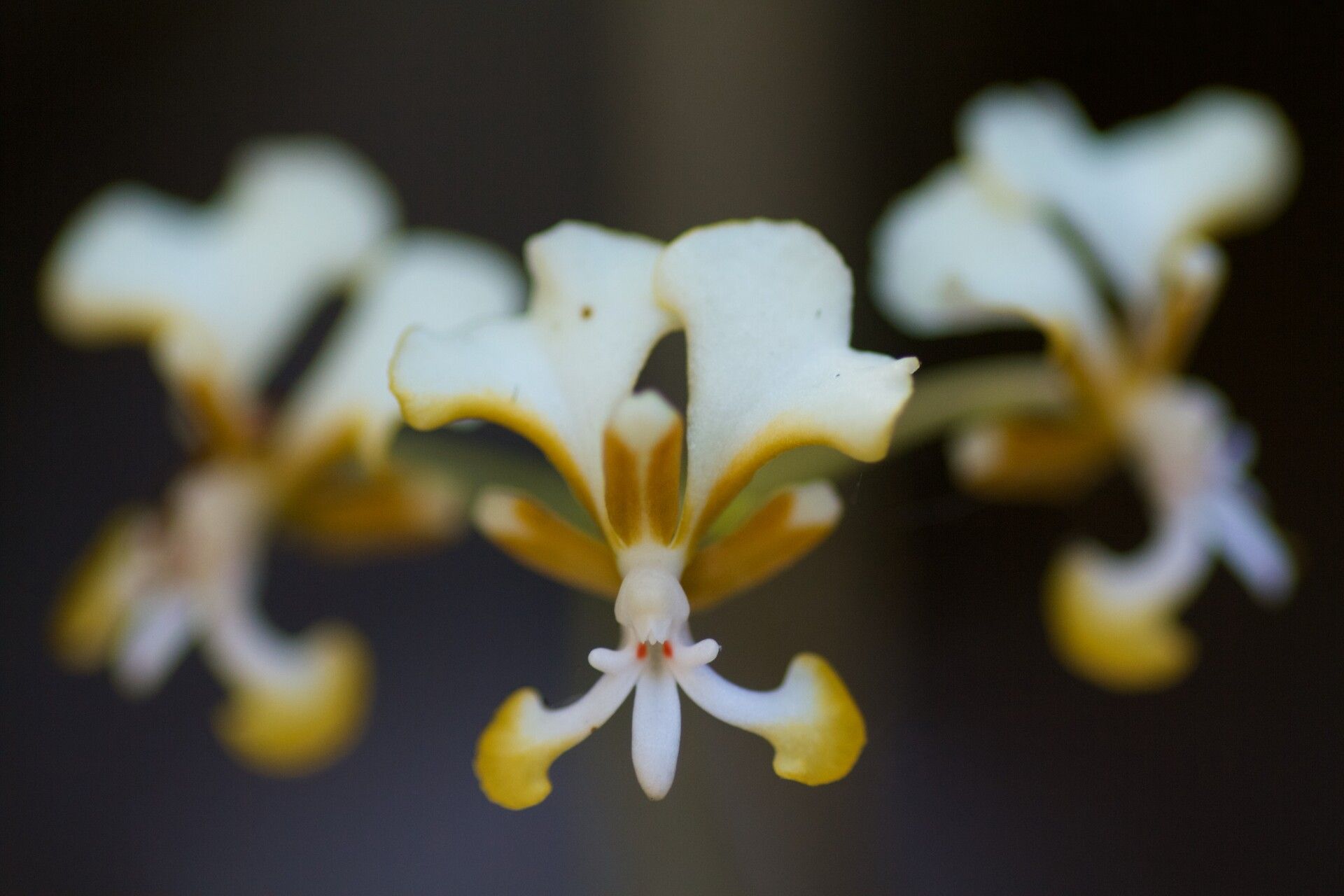 Cryptopus paniculatus — related species from the same genus