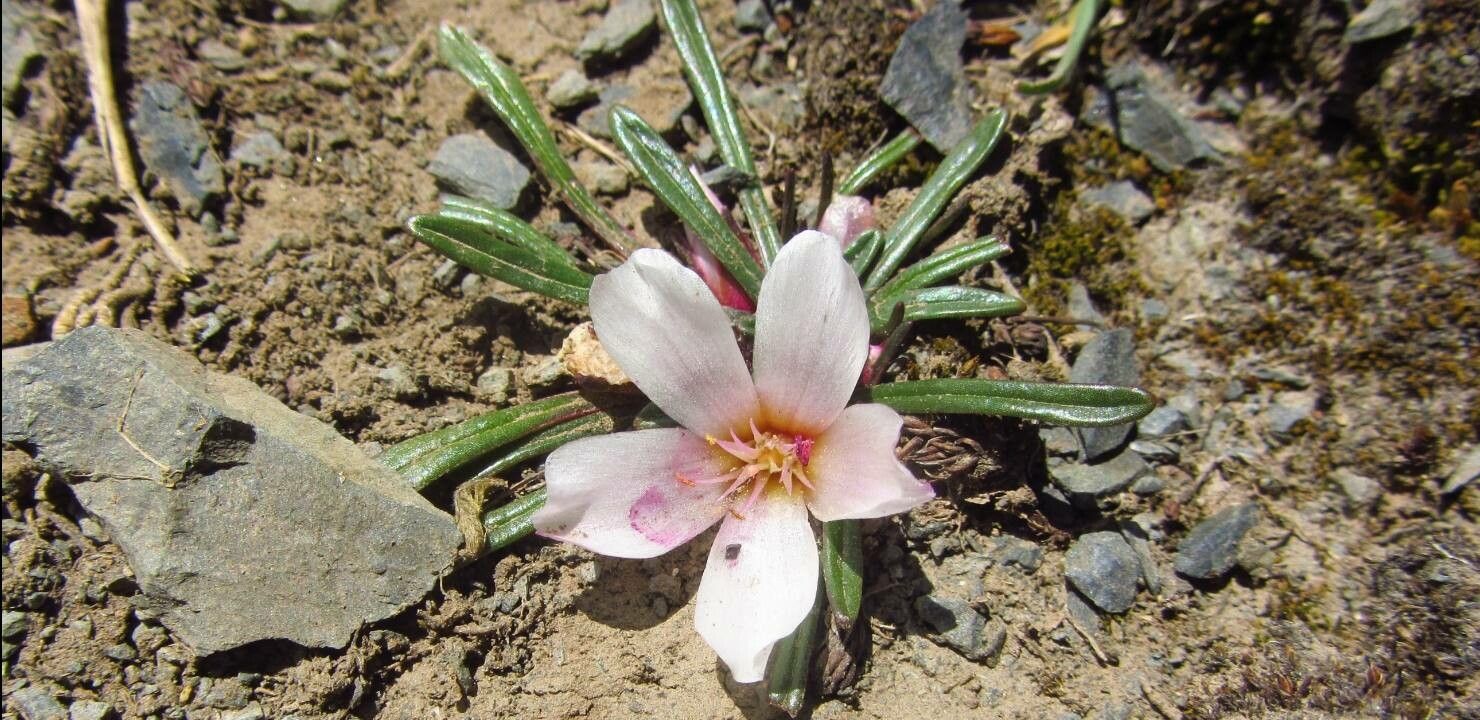 Calandrinia acaulis flower