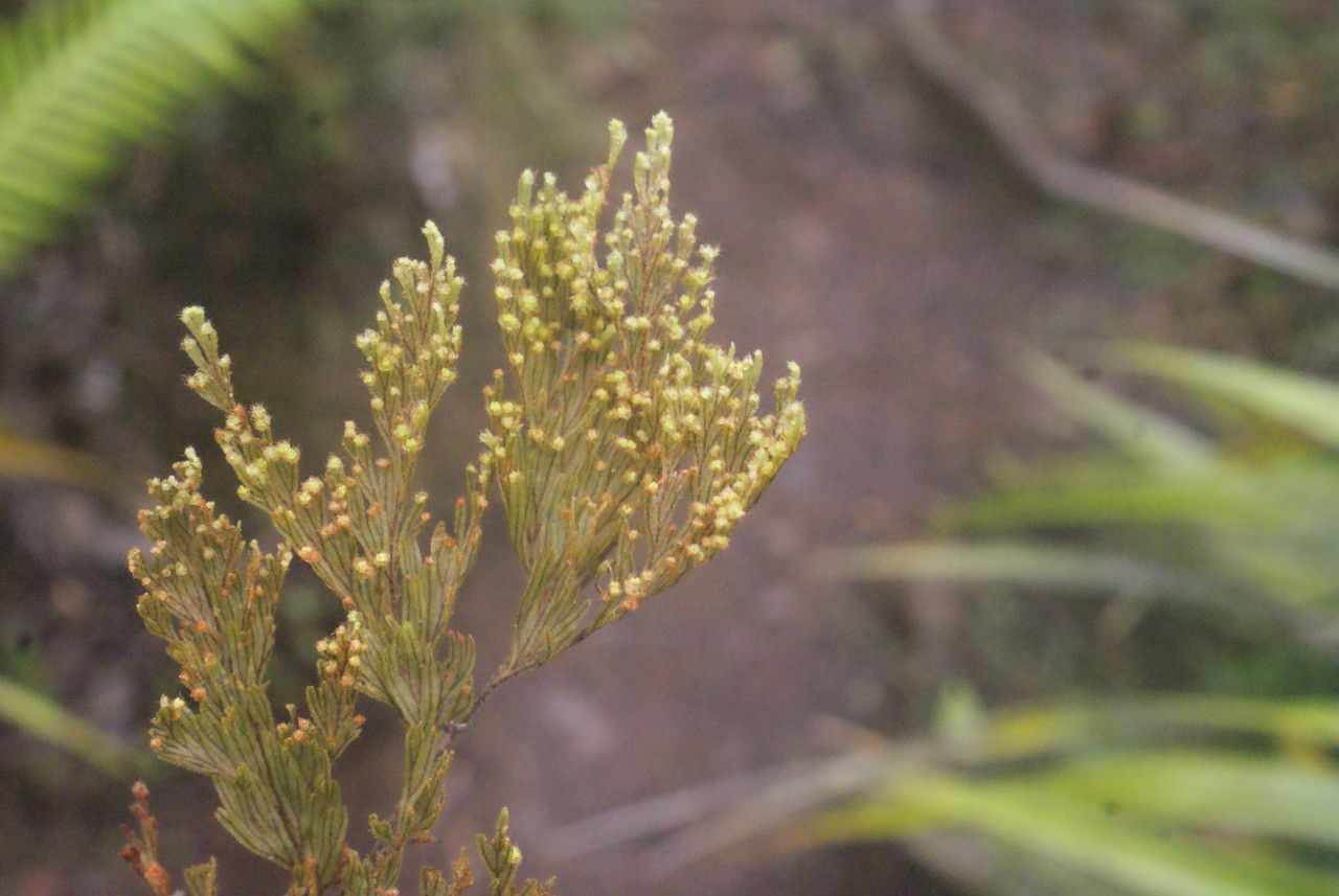 Hymenophyllum hygrometricum habit