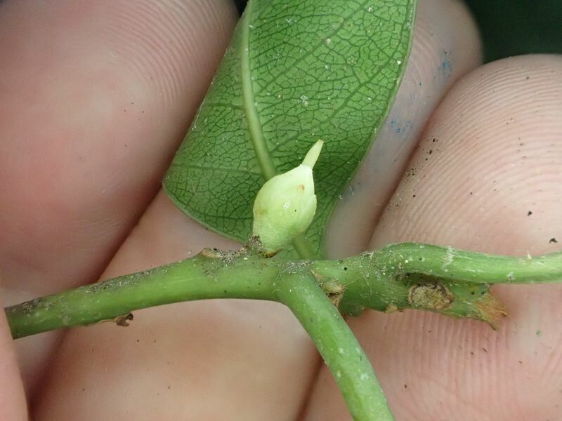 Synsepalum seretii flower