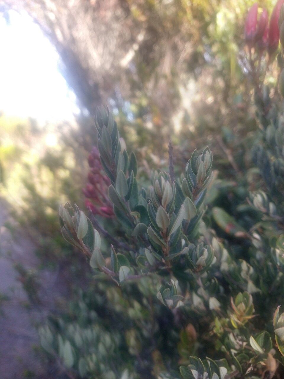 Bejaria resinosa leaf