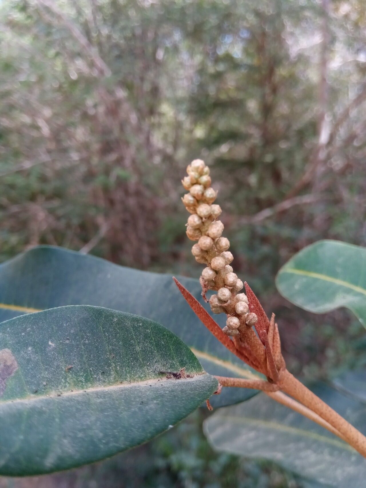 Croton argyrodaphne flower