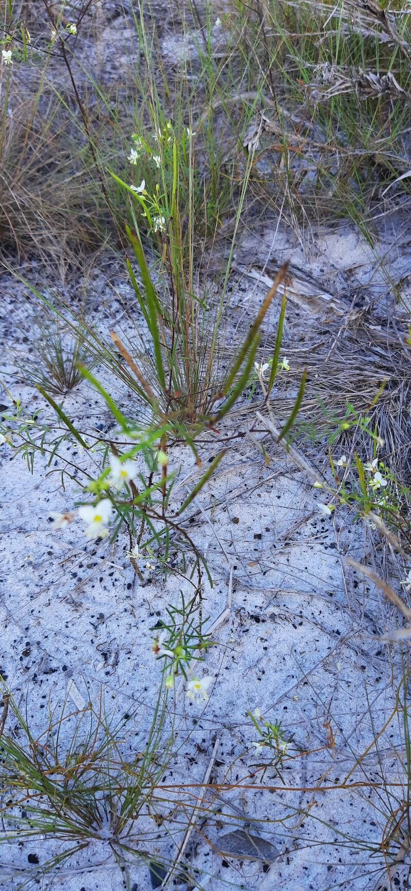 Cleome erosa — search result for 'Cleome'