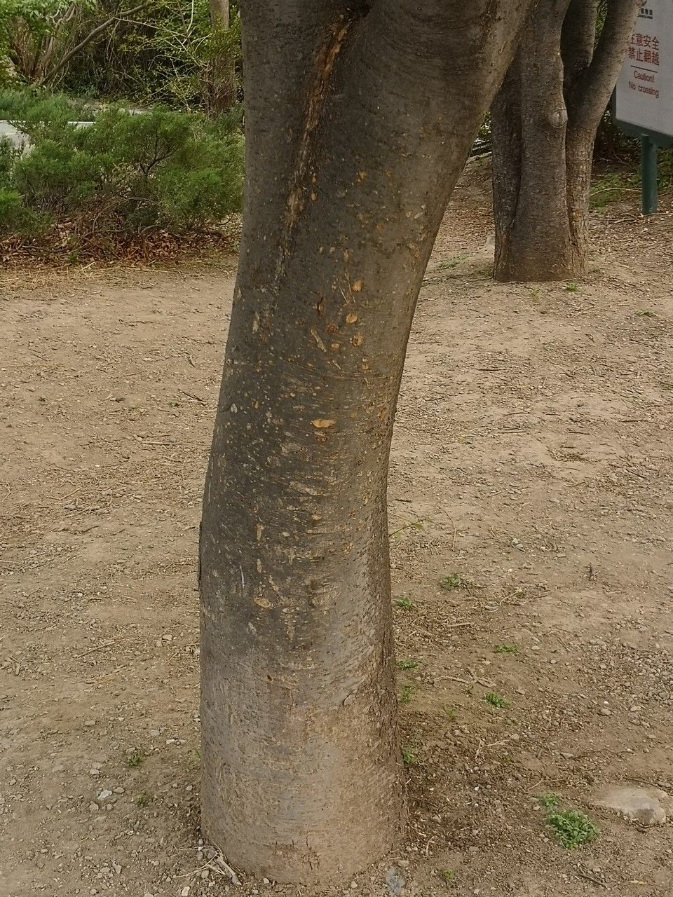 Zelkova schneideriana bark