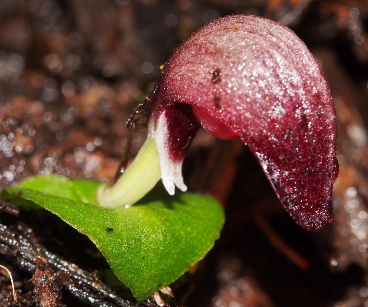 Corybas neocaledonicus — related species from the same genus