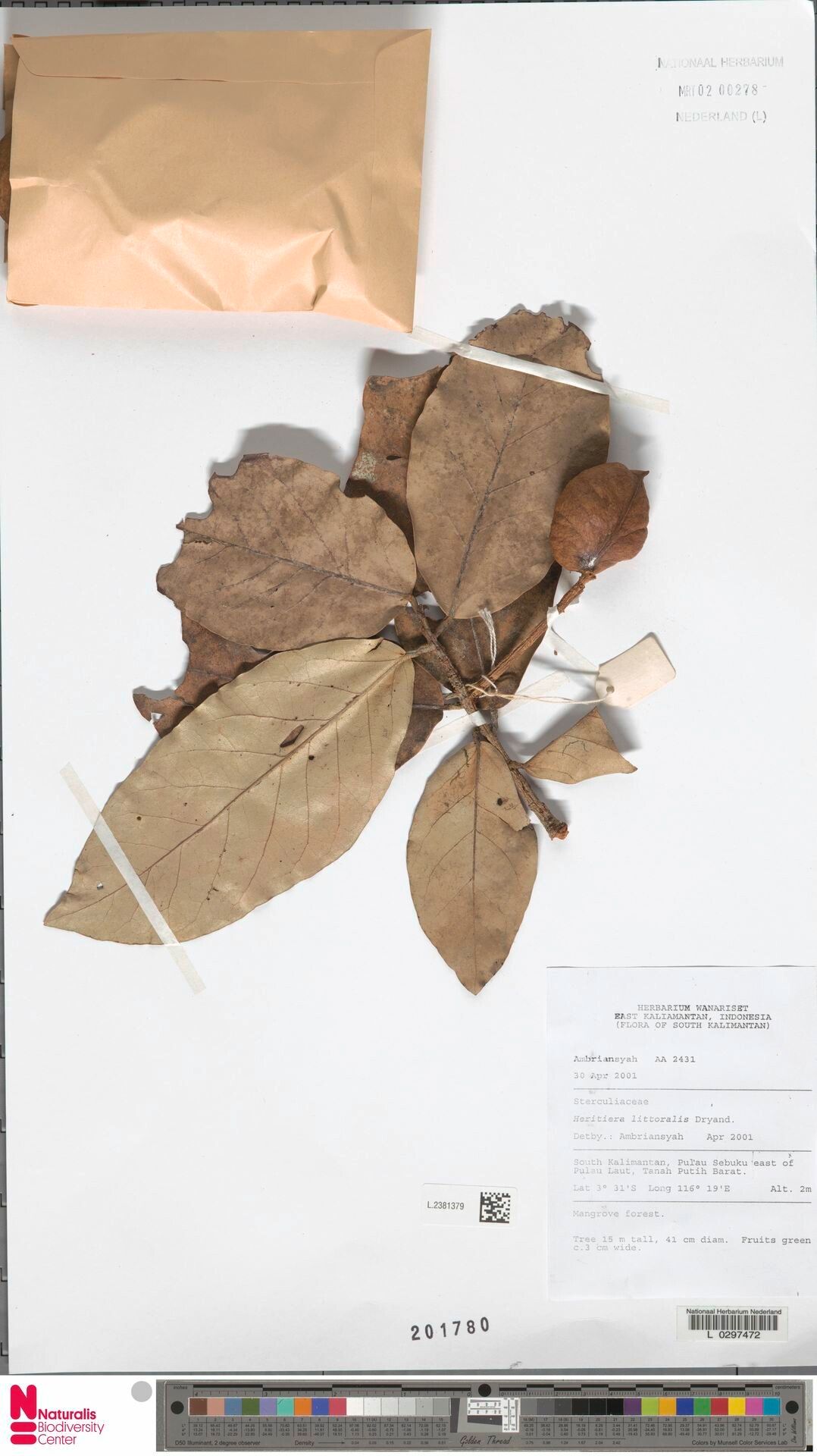 Heritiera elata — related species from the same genus