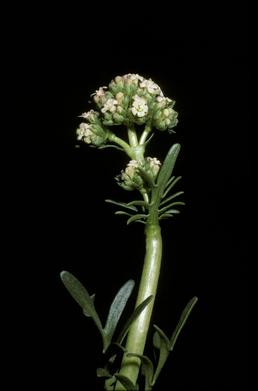 Valeriana clarionifolia — search result for 'Valeriana'