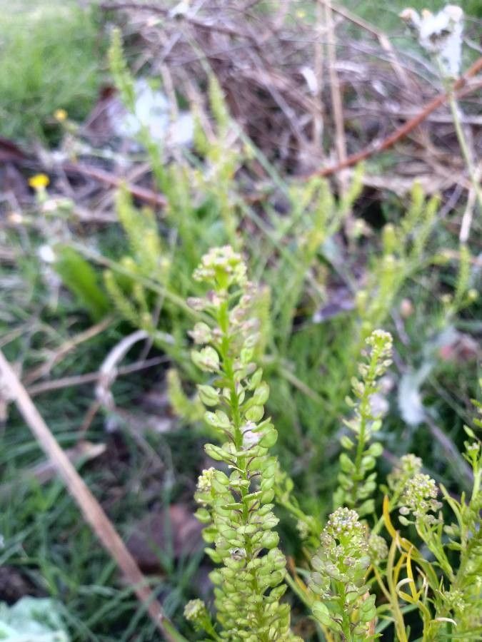 Lepidium bonariense flower