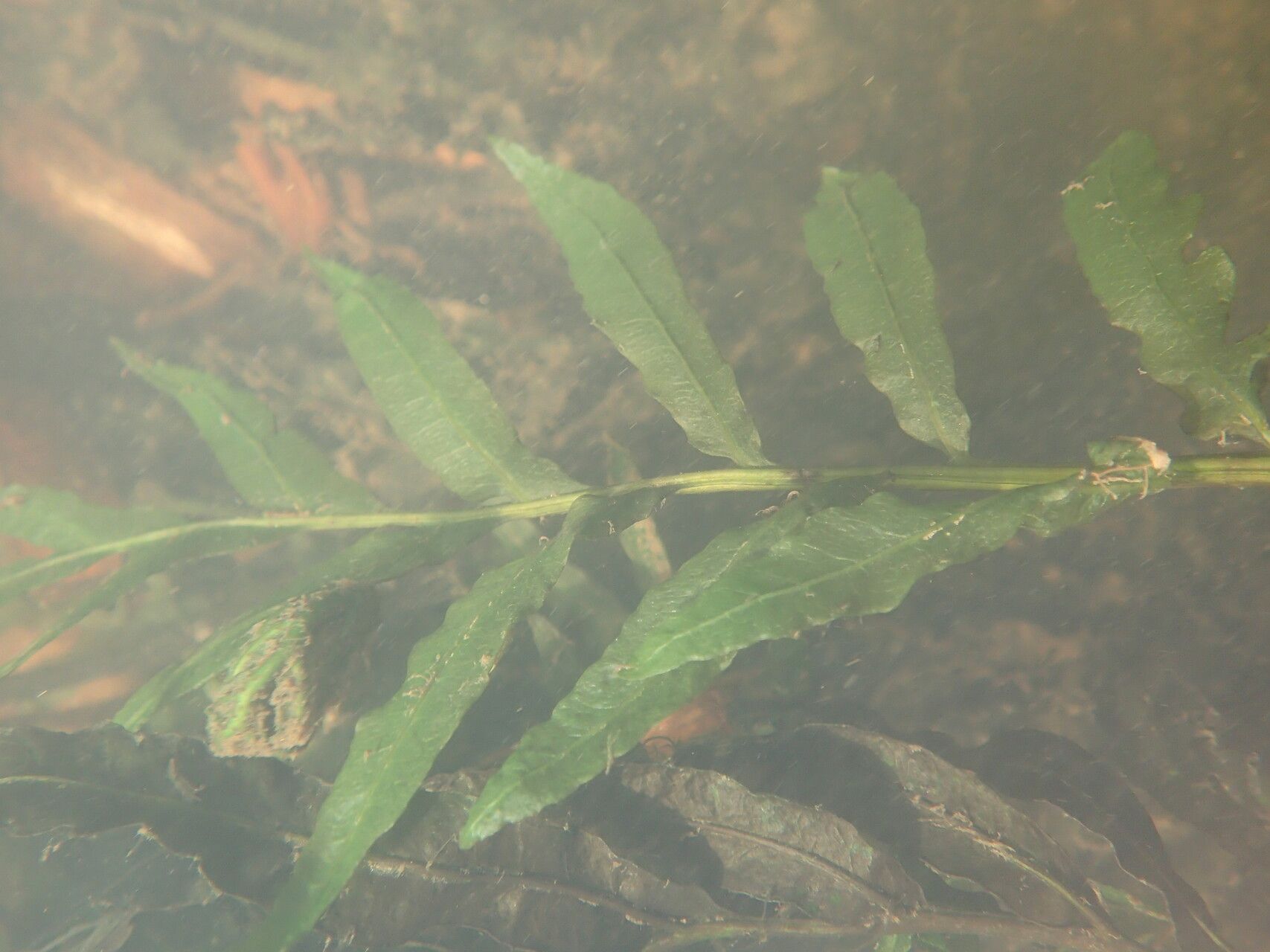 Bolbitis heudelotii — houseplant care guide