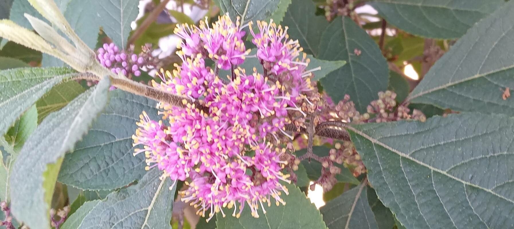 Callicarpa bodinieri flower