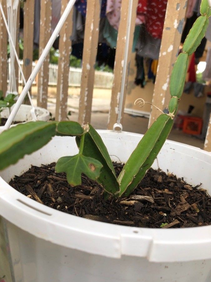 Cissus quadrangularis leaf