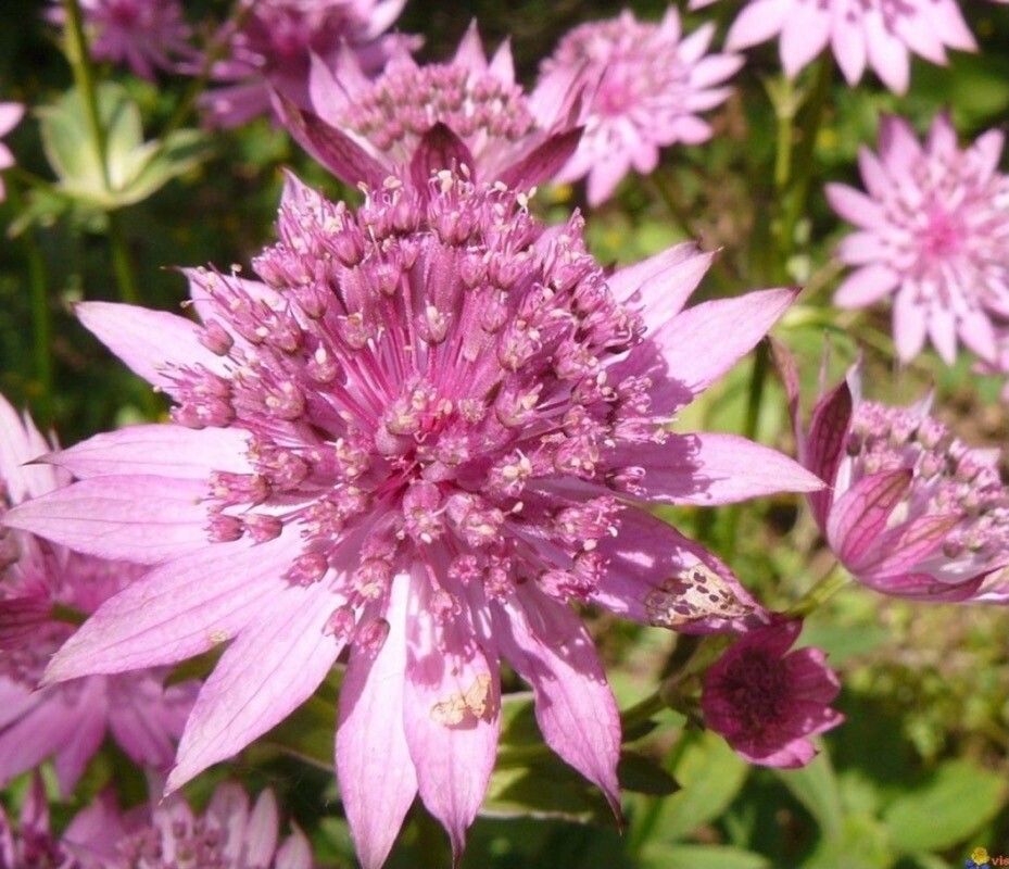 Astrantia maxima flower