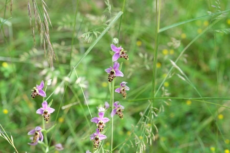 Ophrys fuciflora flower