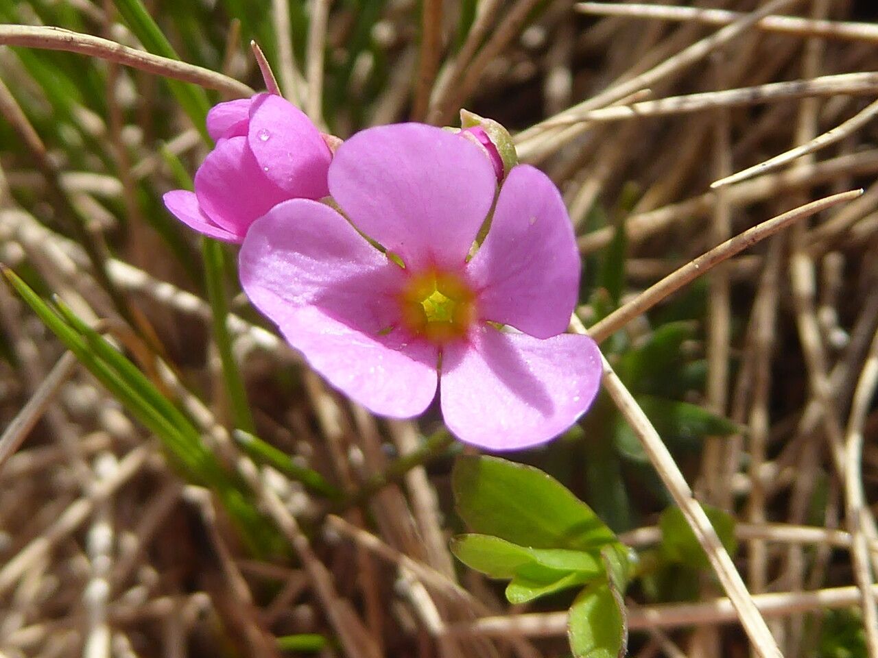 Androsace halleri flower