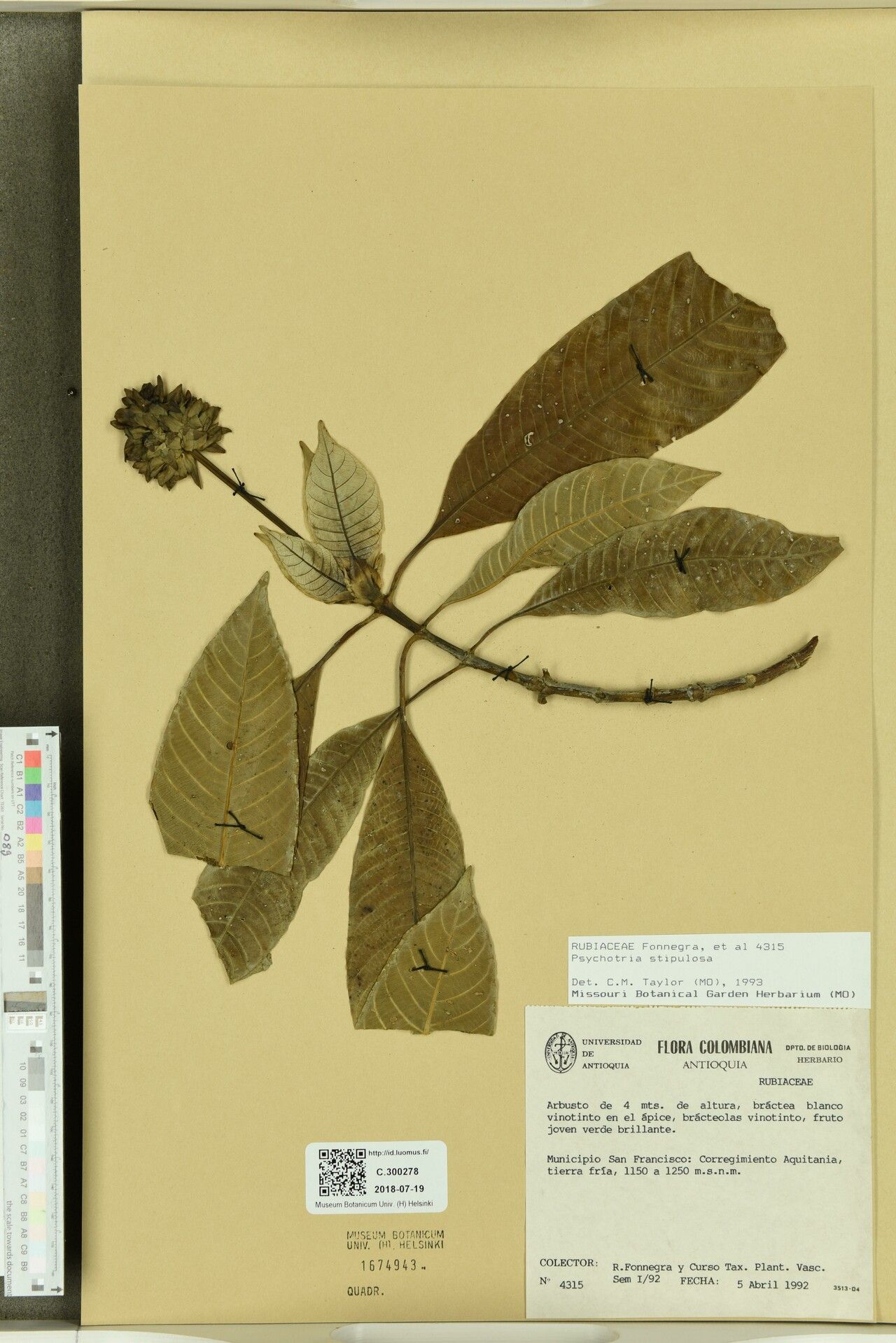 Palicourea stipulosa fruit