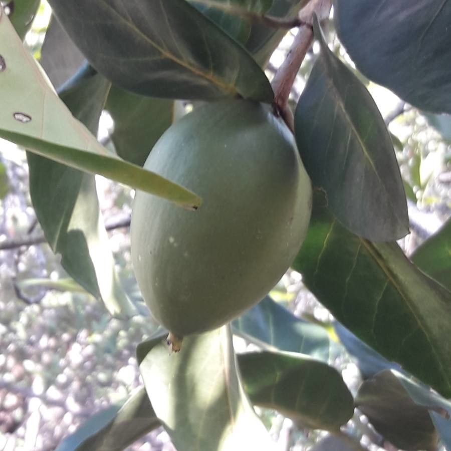Atractocarpus vaginatus fruit
