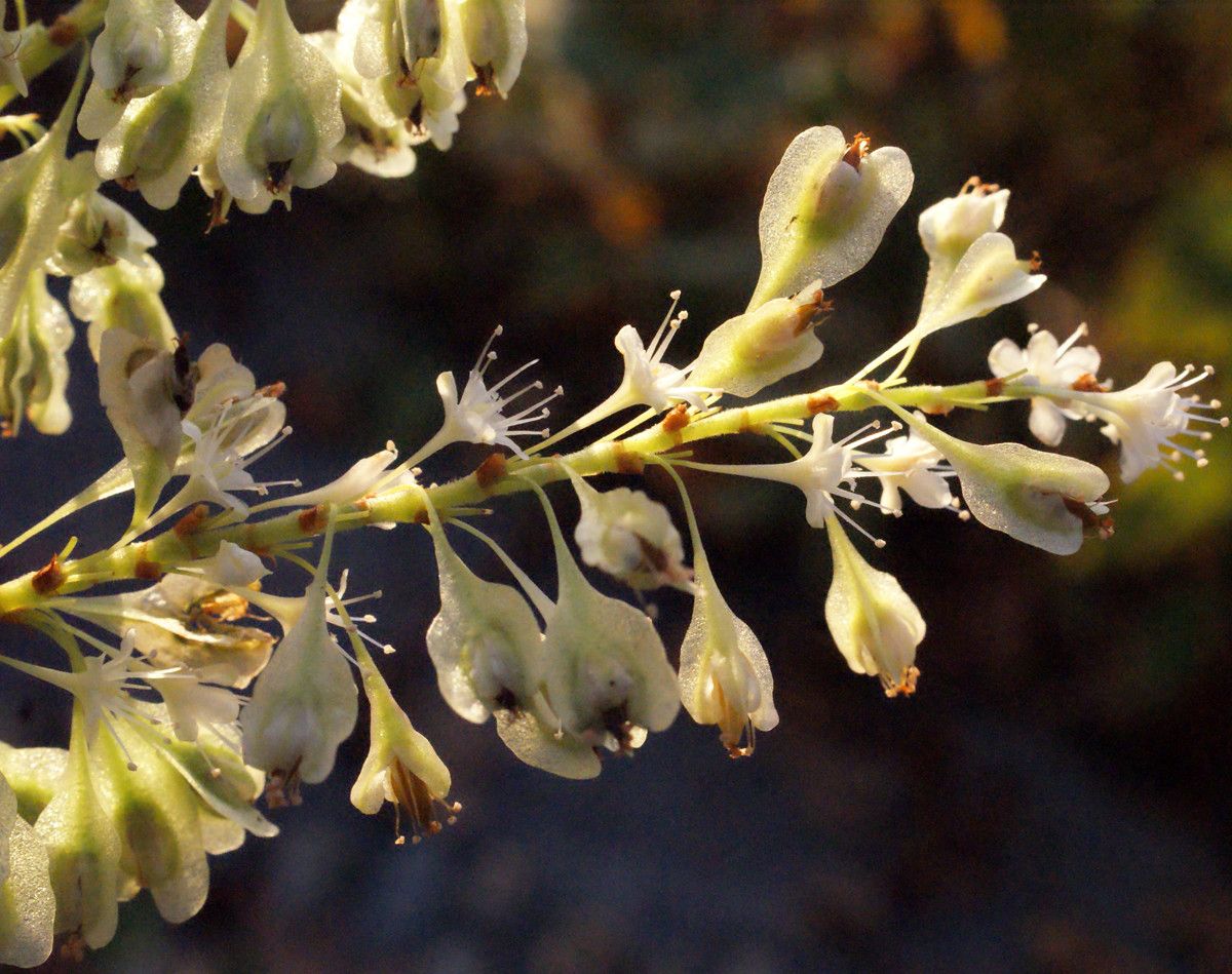 Fallopia sachalinensis — houseplant care guide