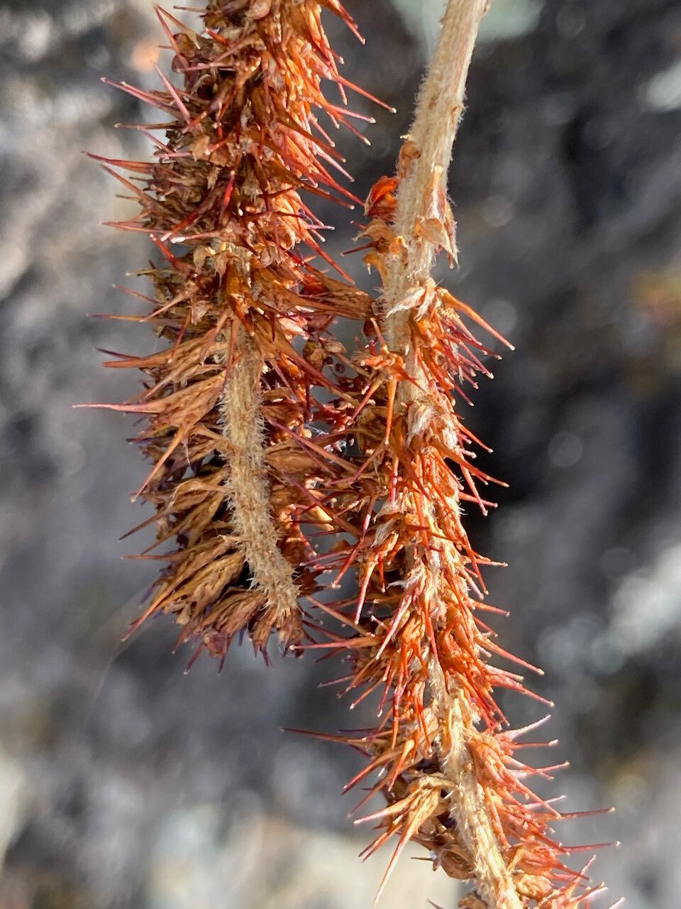 Acaena cylindristachya flower